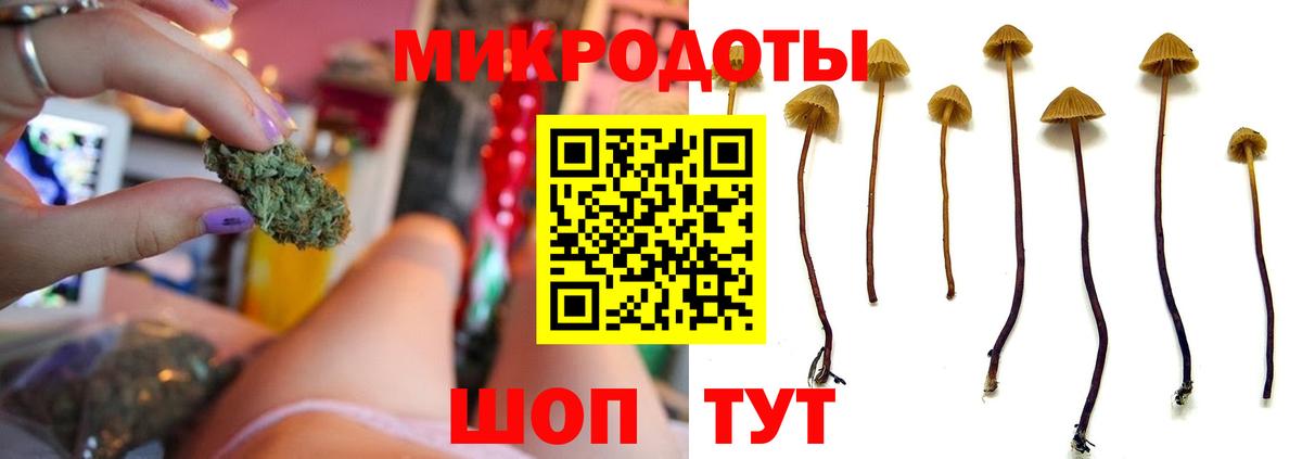 Псилоцибиновые грибы Psilocybe Кемерово